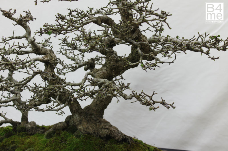 Crataegus monogyna/Common Hawthorn bonsai
